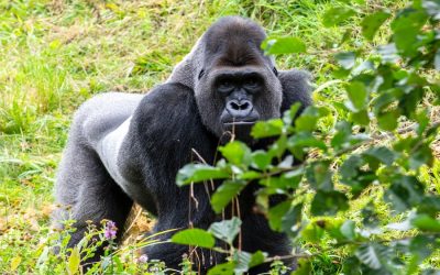 Faire une randonnée en Ouganda pour découvrir le parc abritant les gorilles de montagne